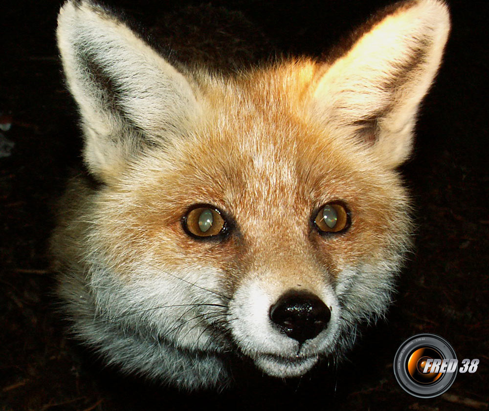 Renard près du refuge de Chamailloux_Vercors