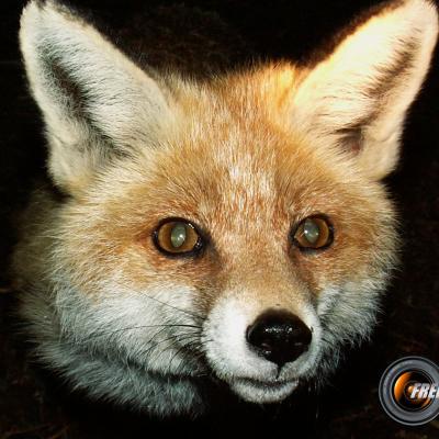 Renard près du refuge de Chamailloux_Vercors
