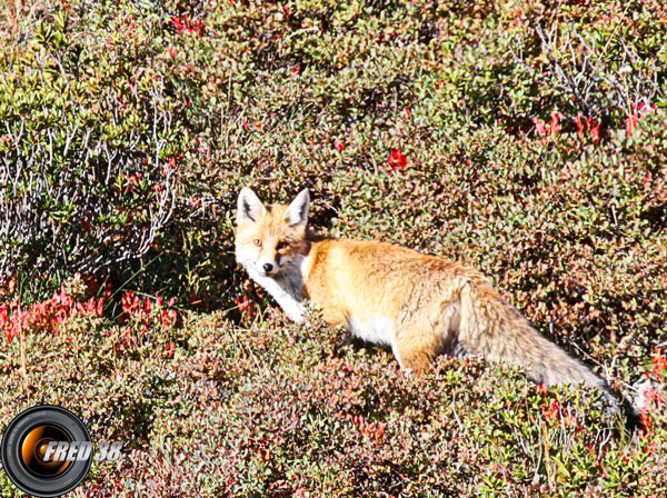 Renard_Vanoise