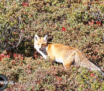 Renard_Vanoise