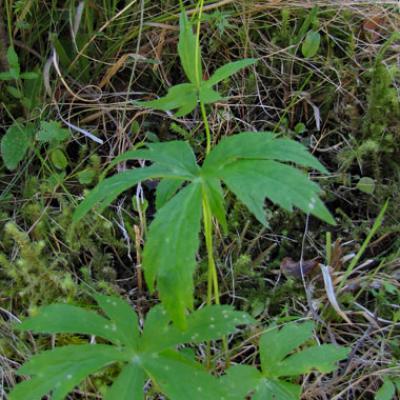 Renoncule à feuilles de platane_Matheysine