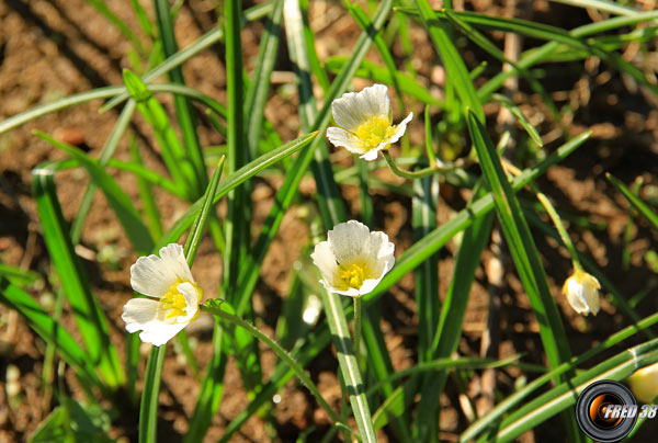 Renoncule de Kuepfer1_Vercors