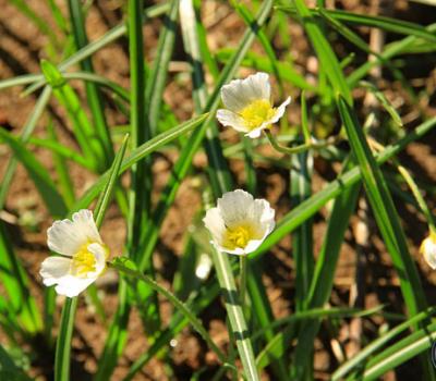 Renoncule de Kuepfer1_Vercors