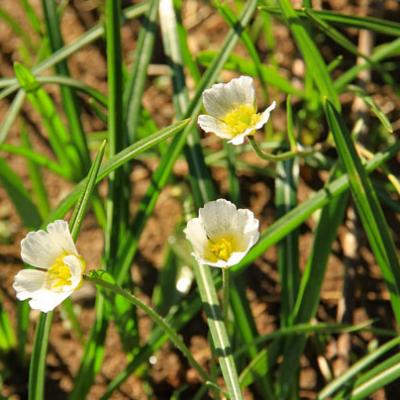 Renoncule de Kuepfer1_Vercors