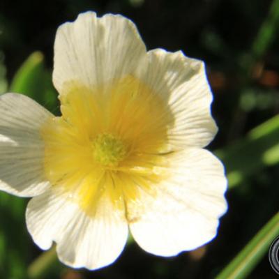 Renoncule de Kuepfer2_Vercors