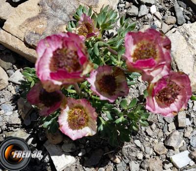 Renoncule des glaciers_Ecrins