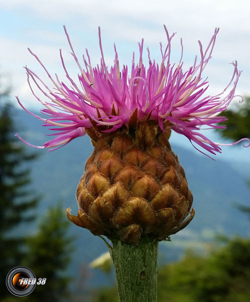 Rhapontique scarieux_Lauzière