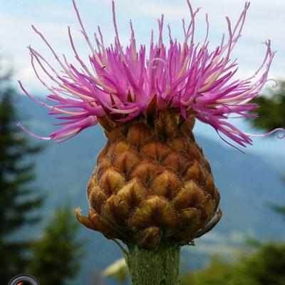Rhapontique scarieux_Lauzière