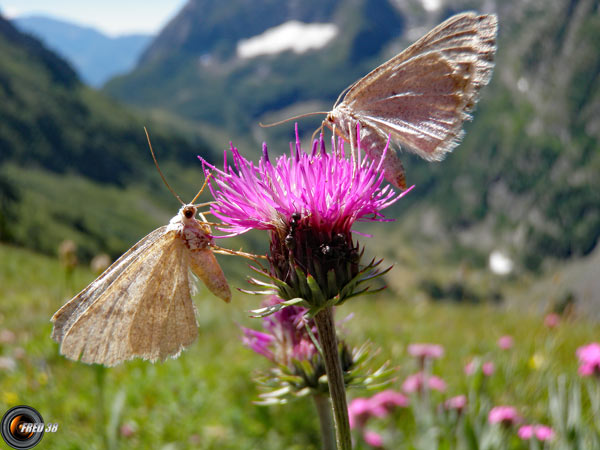 Rhapontique scarieux_Taillefer