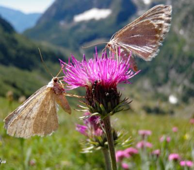 Rhapontique scarieux_Taillefer