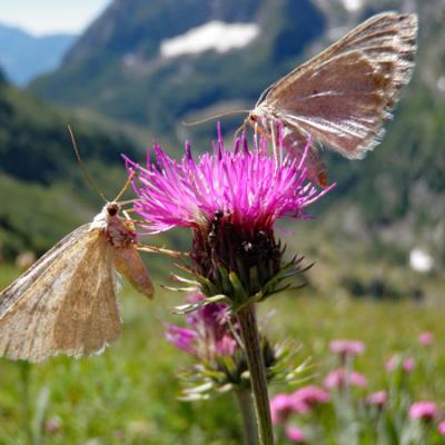 Rhapontique scarieux_Taillefer