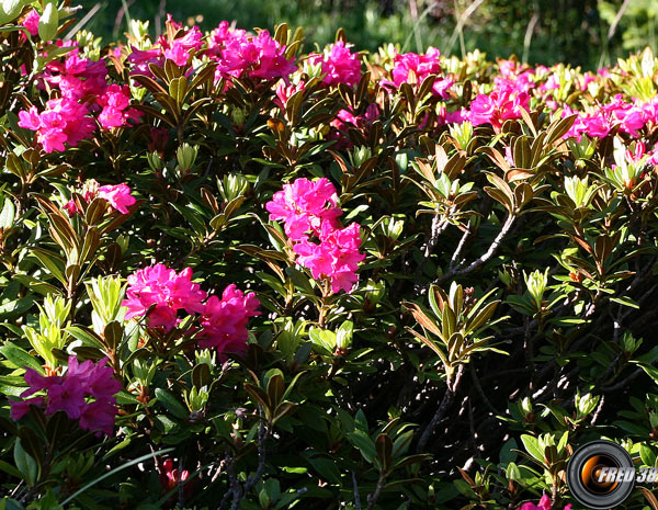 Rhododendrons ferrugineux_Ecrins