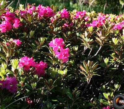 Rhododendrons ferrugineux_Ecrins