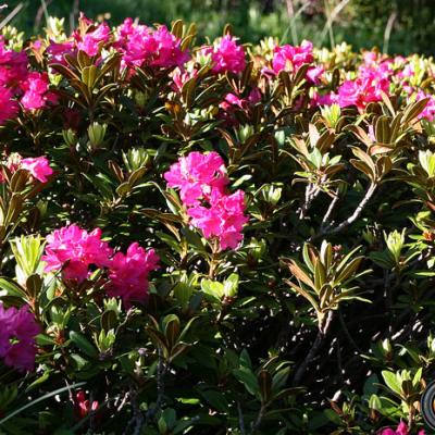 Rhododendrons ferrugineux_Ecrins