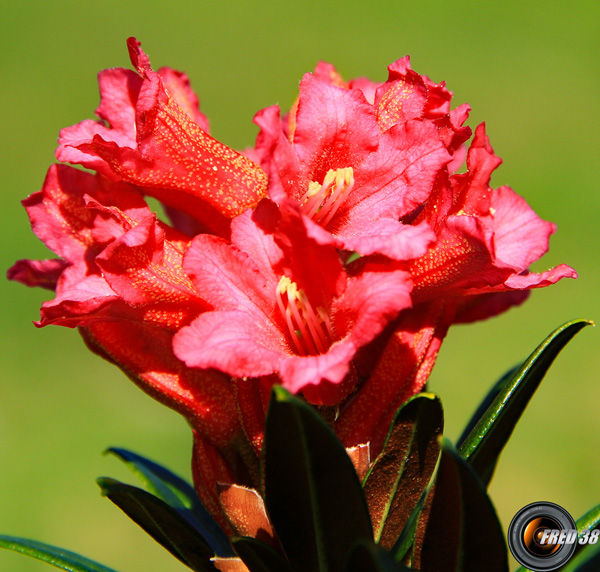 Rhododendrons ferruginéux_Lauzière