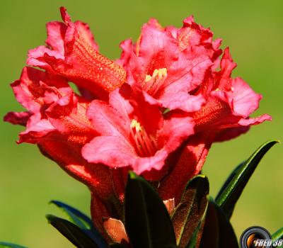 Rhododendrons ferruginéux_Lauzière