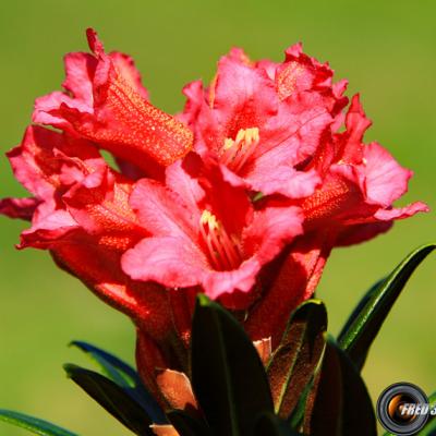Rhododendrons ferruginéux_Lauzière