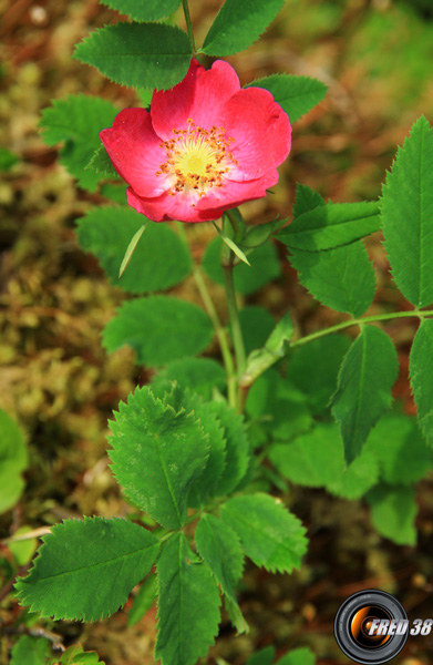 Rosier des Alpes_Baronnies