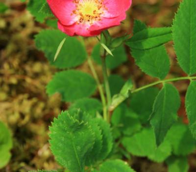 Rosier des Alpes_Baronnies