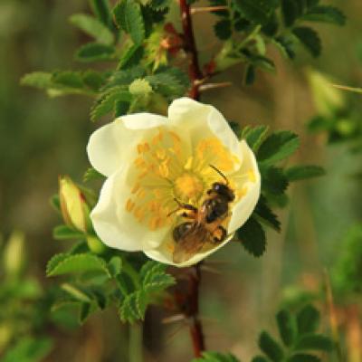 Rosier-Pimprenelle_Diois