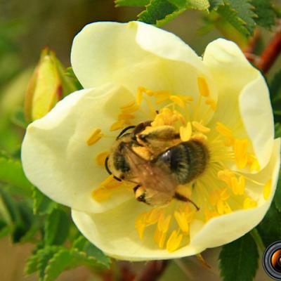 Rosier-Pimprenelle2_Diois