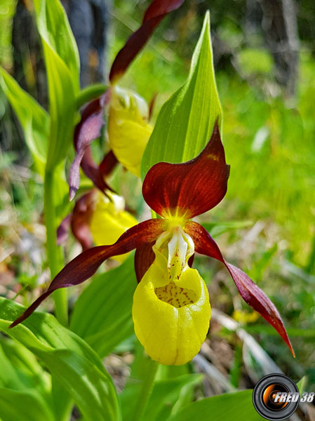 Sabot de Vénus_Chartreuse