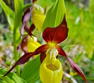 Sabot de Vénus_Chartreuse