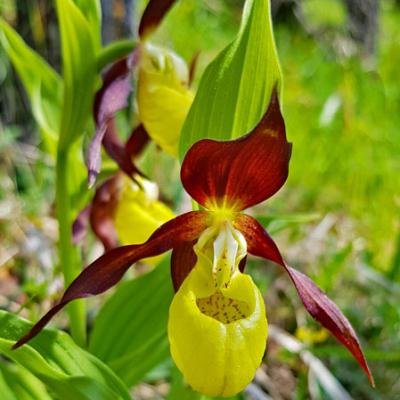 Sabot de Vénus_Chartreuse
