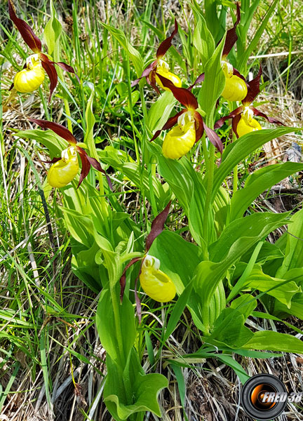 Sabot de Vénus2_Chartreuse