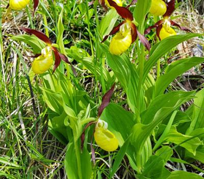 Sabot de Vénus2_Chartreuse