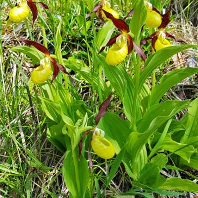 Sabot de Vénus2_Chartreuse