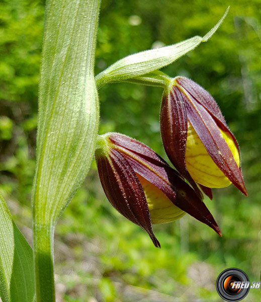 Sabot de Vénus3_Chartreuse