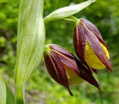 Sabot de Vénus3_Chartreuse