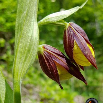 Sabot de Vénus3_Chartreuse