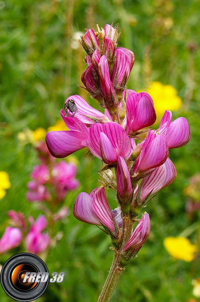 Sainfoin des montagnes_Lauzière