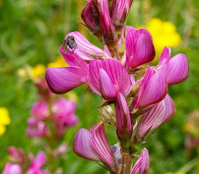 Sainfoin des montagnes_Lauzière