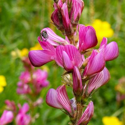 Sainfoin des montagnes_Lauzière