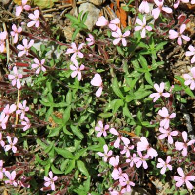 Saponaire faux basilic_Vercors