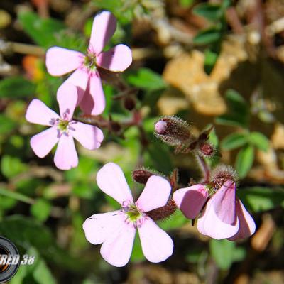 Saponaire faux basilic2_Vercors