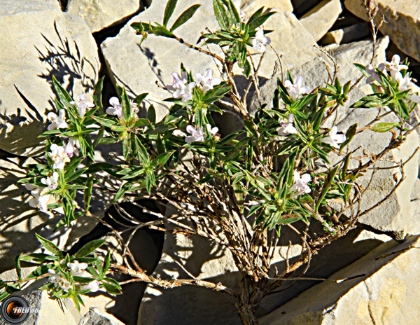 Sariette_Haute-Provence