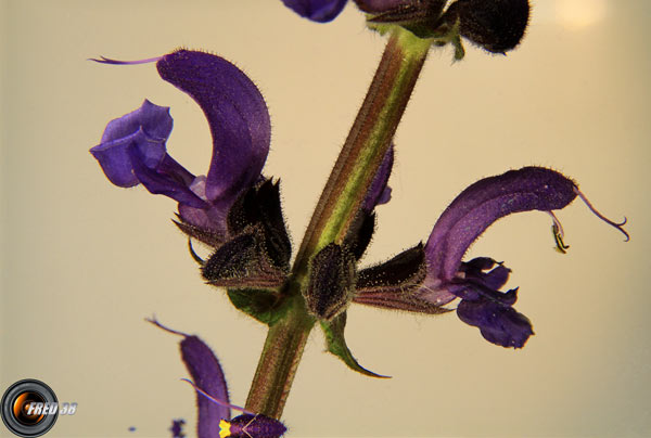 Sauge à feuilles de Verveine2_Dauphiné