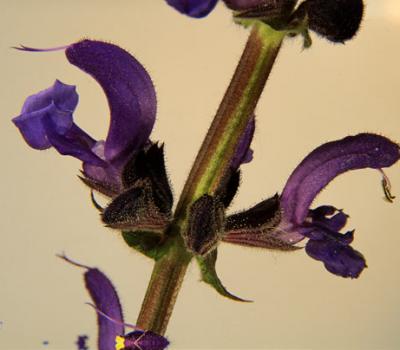 Sauge à feuilles de Verveine2_Dauphiné