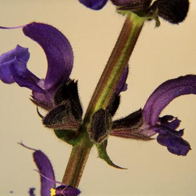 Sauge à feuilles de Verveine2_Dauphiné