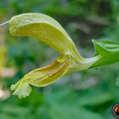 Sauge glutineuse2_Chartreuse