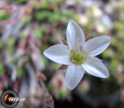 Saxifrage à feuilles en coin_Vanoise