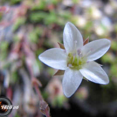 Saxifrage à feuilles en coin_Vanoise