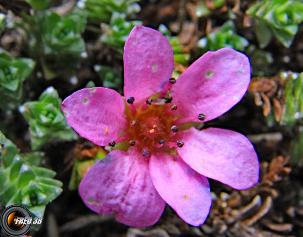 Saxifrage à feuilles opposées2_Dévoluy