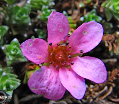 Saxifrage à feuilles opposées2_Dévoluy