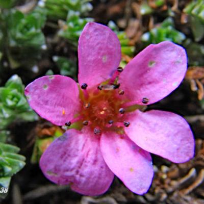 Saxifrage à feuilles opposées2_Dévoluy