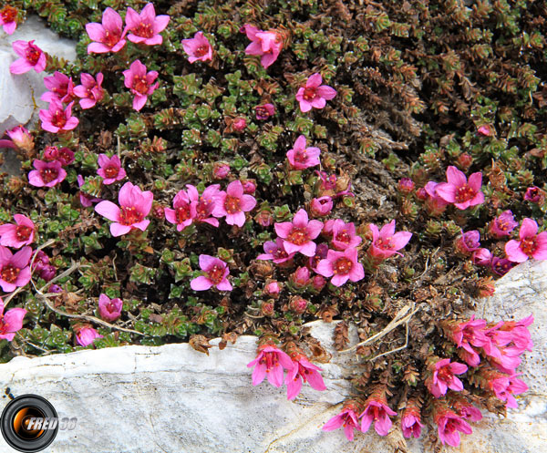 Saxifrage à feuilles opposées_Dévoluy